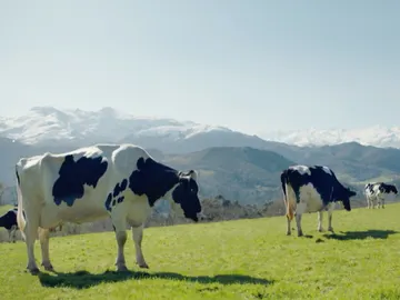 Los ganaderos de Central Lechera Asturiana: auténticos jardineros de Asturias Los ganaderos de Central Lechera Asturiana: auténticos jardineros de Asturias