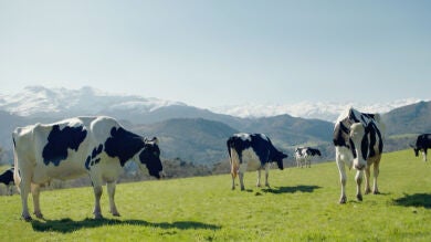 Los ganaderos de Central Lechera Asturiana: auténticos jardineros de Asturias