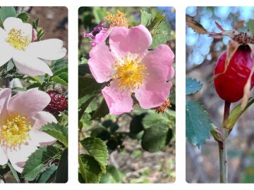 Descubren en Canarias tres nuevas especies de rosas silvestres