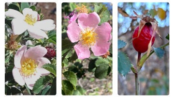 Descubren en Canarias tres nuevas especies de rosas silvestres