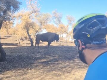 Dos ciclistas se topan con un bisonte en la sierra de Andújar