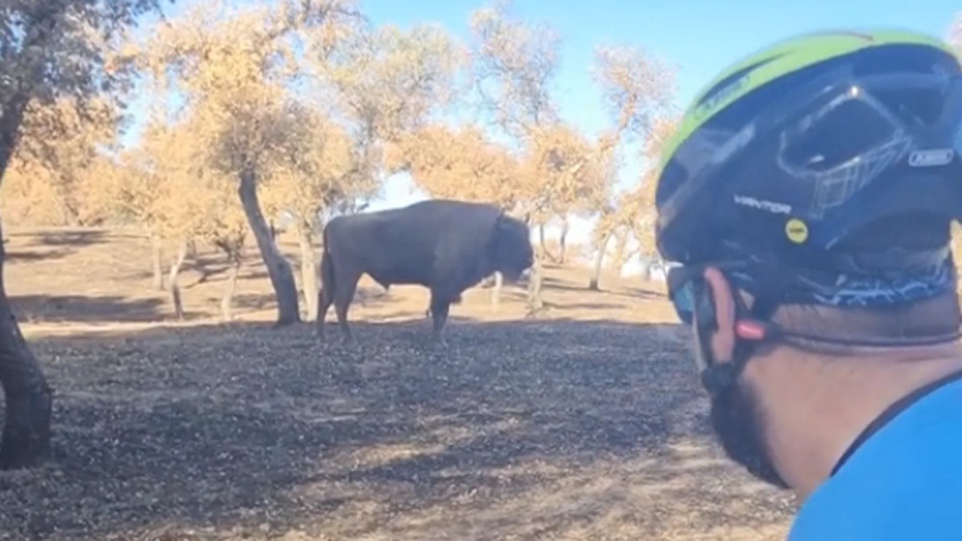 Dos ciclistas se topan con un bisonte en la sierra de Andújar Dos ciclistas se topan con un bisonte en la sierra de Andújar