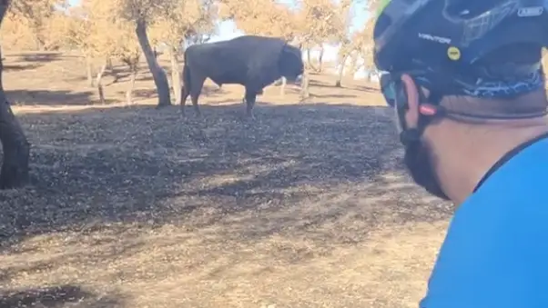 Dos ciclistas se topan con un bisonte en la sierra de And&uacute;jar