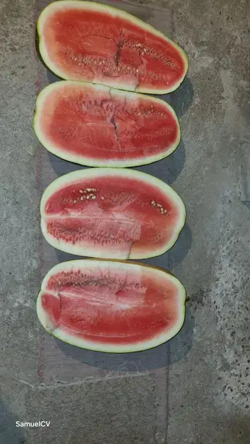 sandías enormes sandías enormes