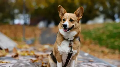 Corgi Corgi