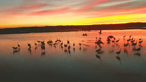 Un Otoño cálido hará que emigren más tarde las aves Un Otoño cálido hará que emigren más tarde las aves