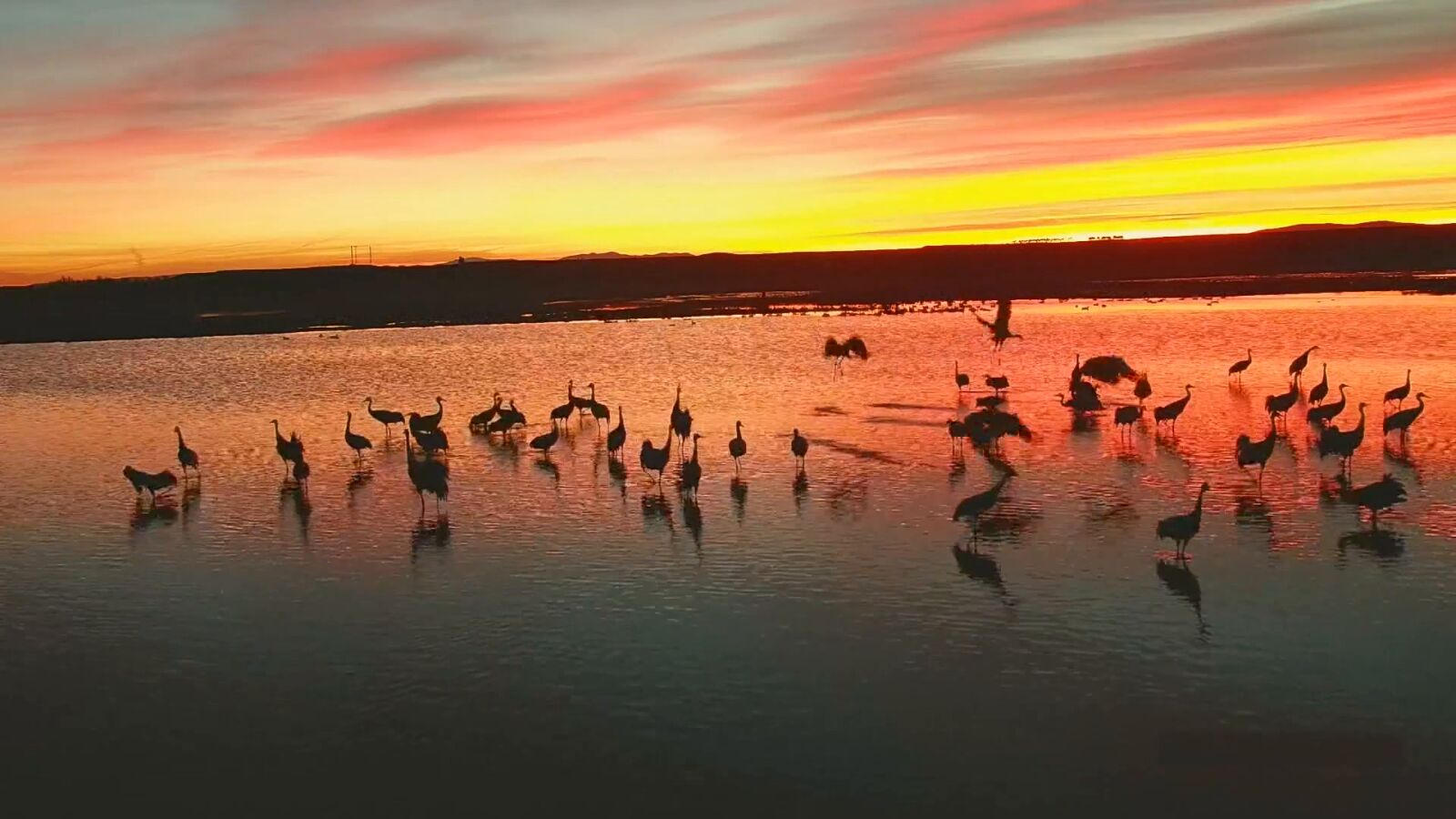 La trampa ecológica: cuando el frío atrapa a las aves que no emigraron en otoño