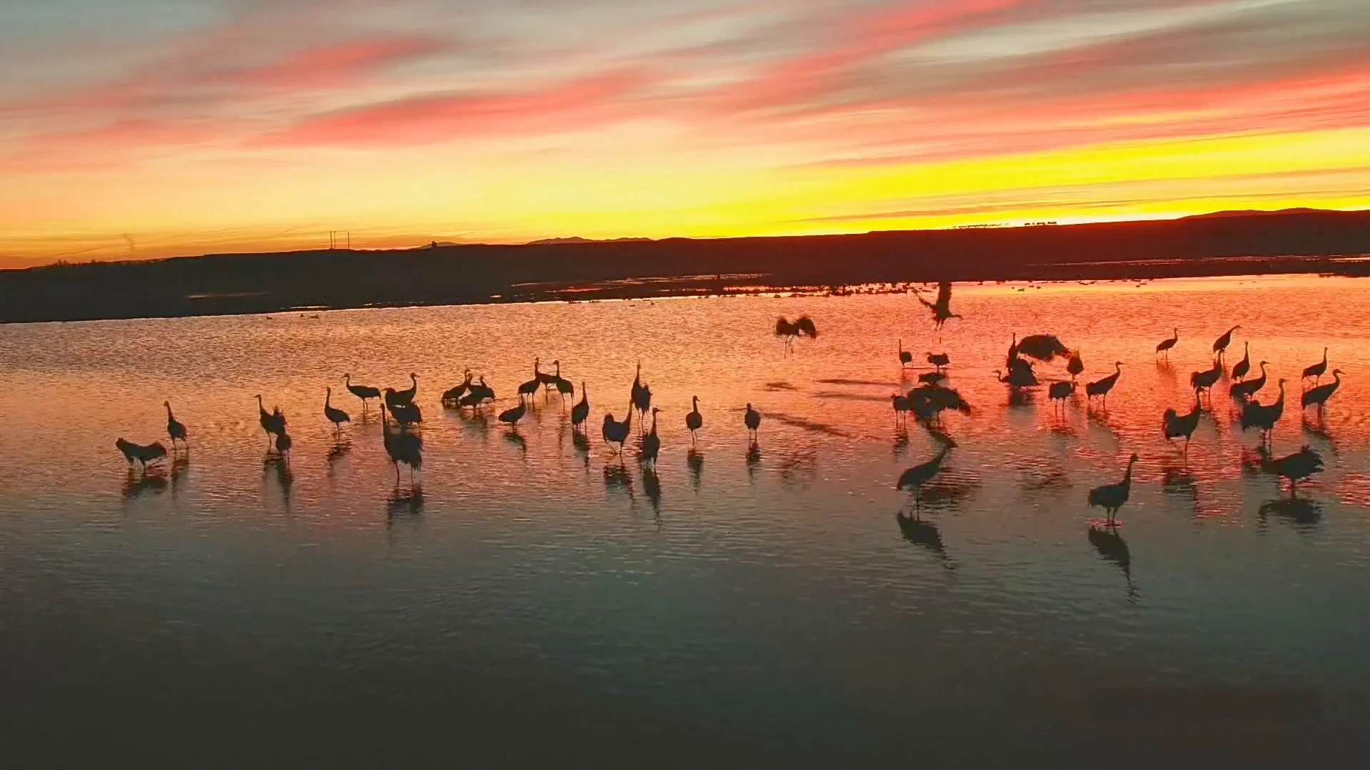 Un Otoño cálido hará que emigren más tarde las aves Un Otoño cálido hará que emigren más tarde las aves