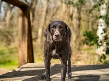Imagen de un perro de caza Imagen de un perro de caza