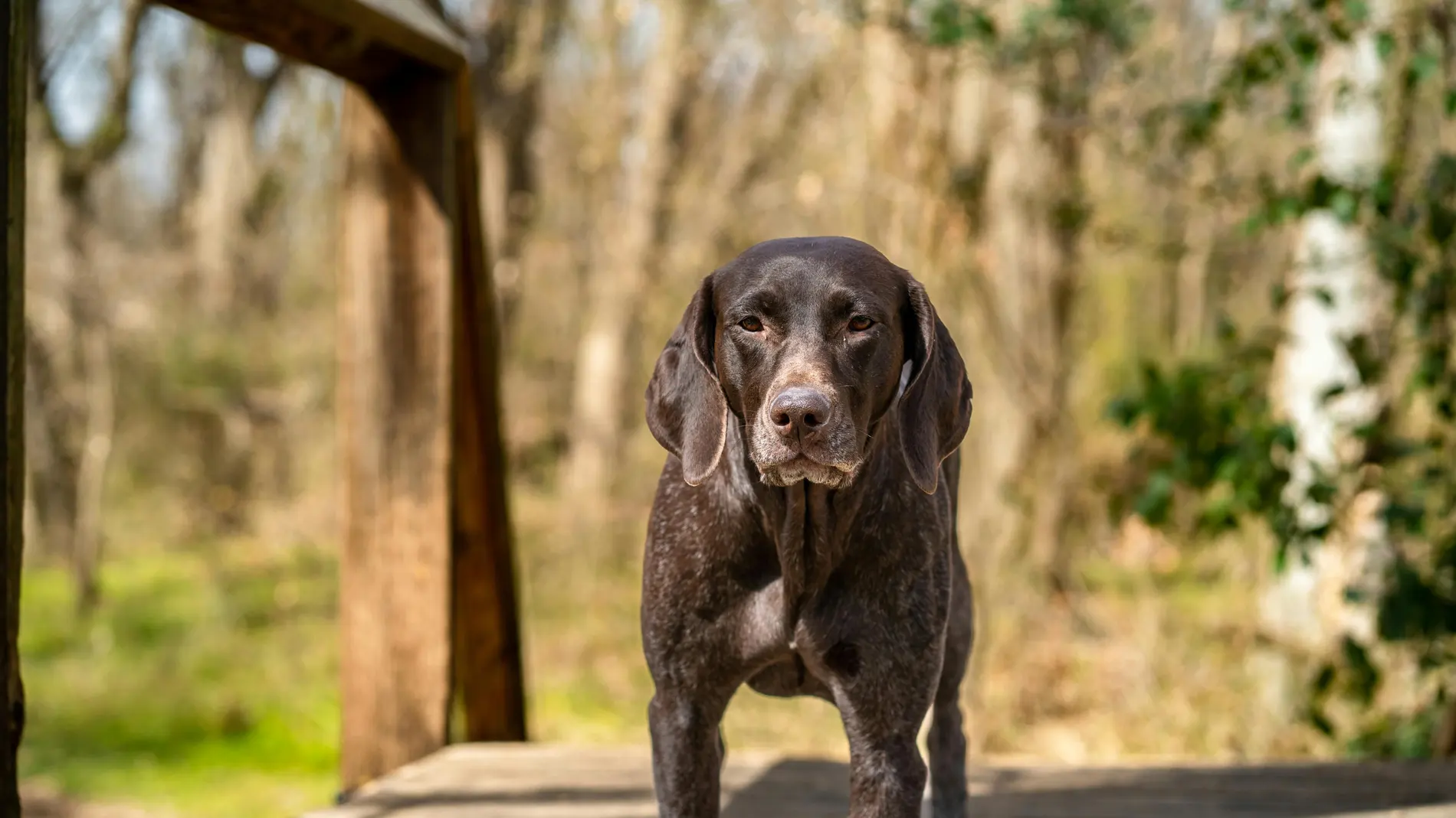 Imagen de un perro de caza Imagen de un perro de caza