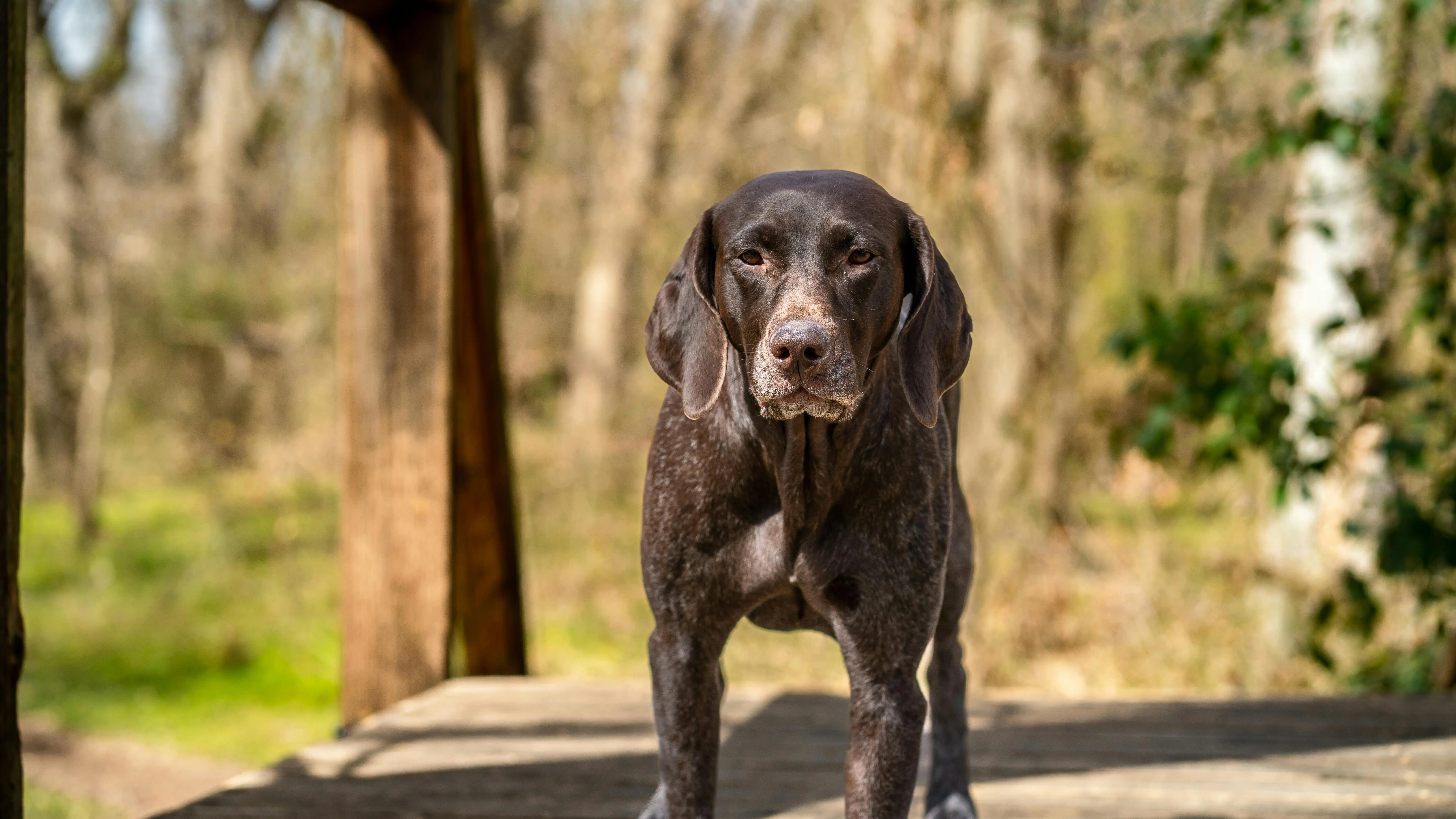 Imagen de un perro de caza Imagen de un perro de caza