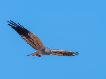 '7 Aves, 0 Amenazas': SEO/BirdLife pone el foco en siete especies emblemáticas de España