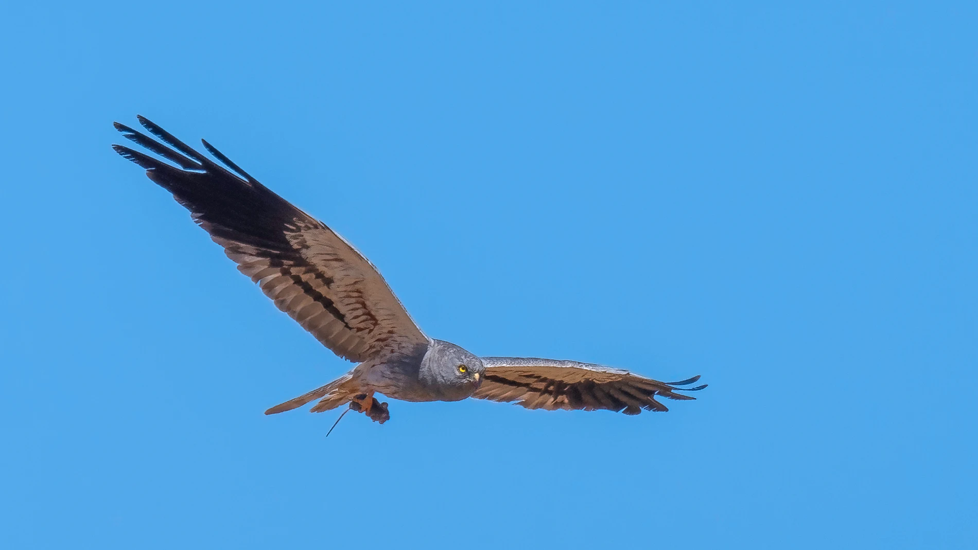 '7 Aves, 0 Amenazas': SEO/BirdLife pone el foco en siete especies emblemáticas de España '7 Aves, 0 Amenazas': SEO/BirdLife pone el foco en siete especies emblemáticas de España