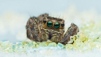 Descubren en Escocia un hongo 'zombi' que se come a sus huéspedes desde dentro
