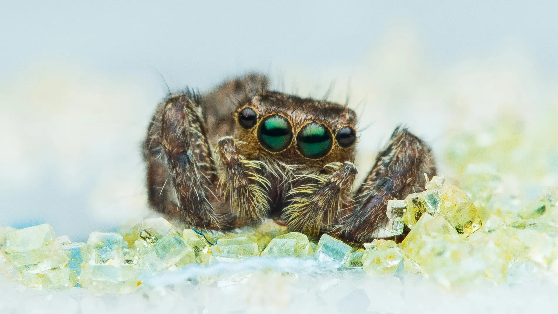 Imagen de archivo de una araña Imagen de archivo de una araña
