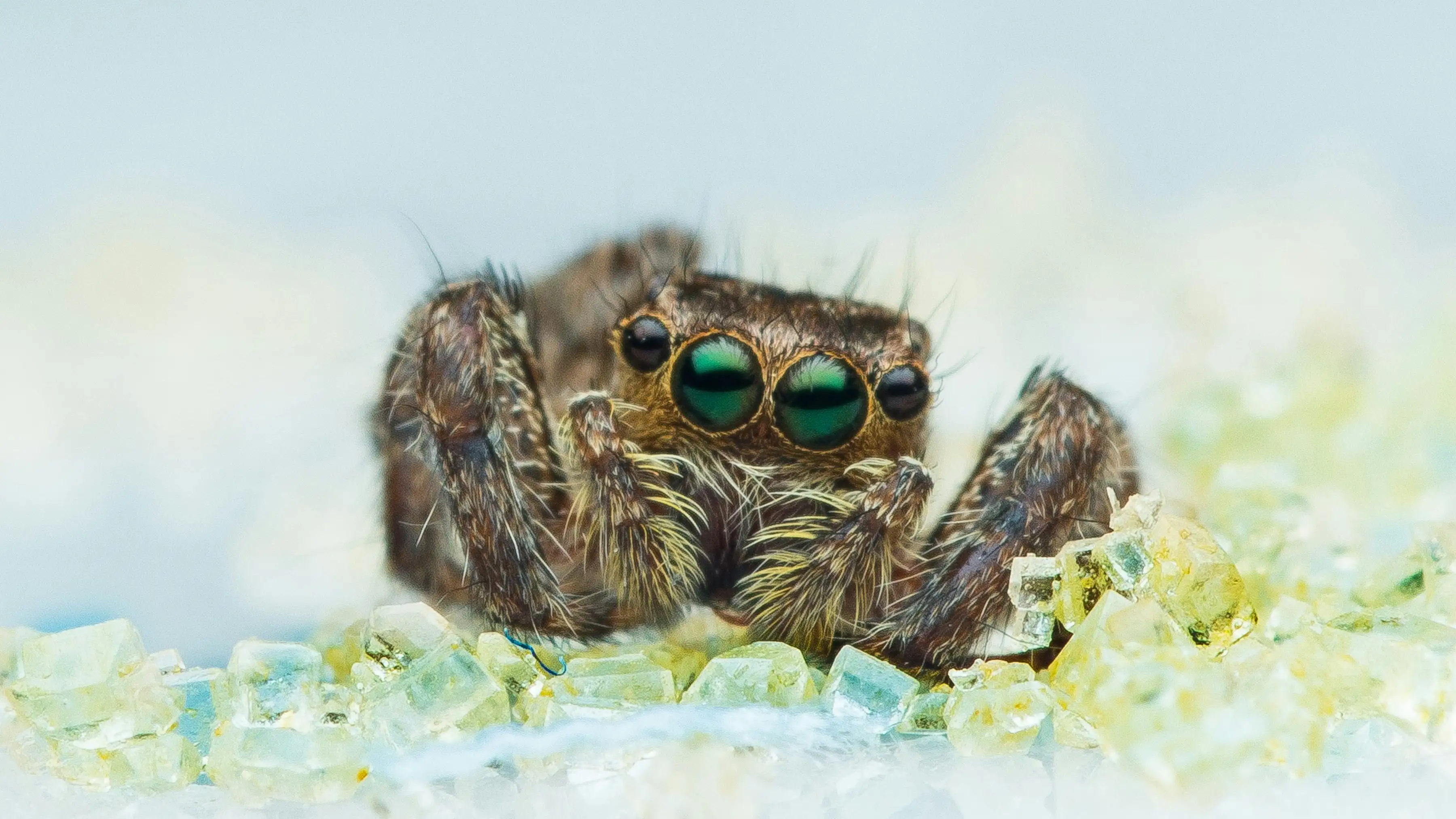 Imagen de archivo de una araña Imagen de archivo de una araña