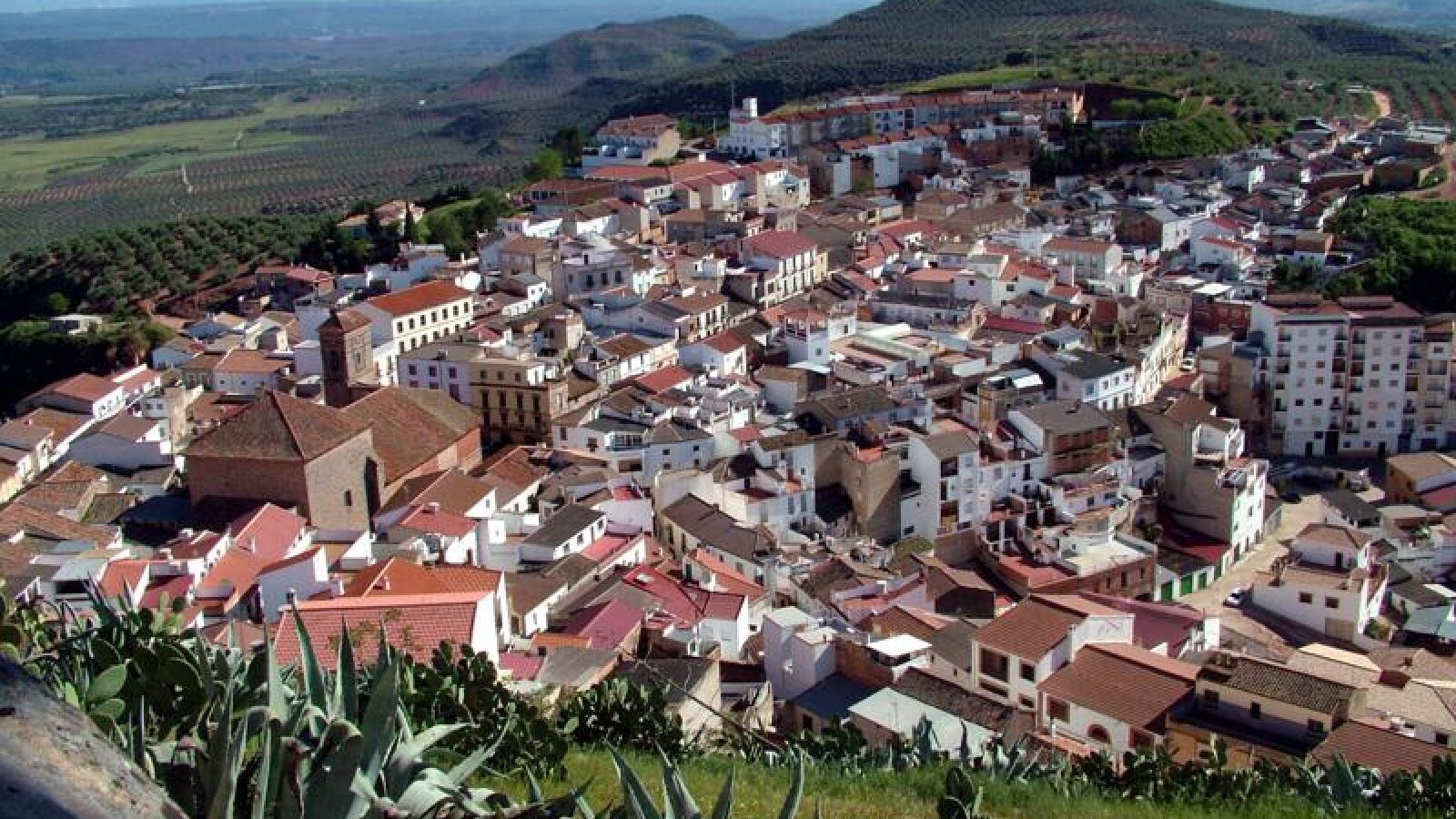 Las alternativas para reinventarse en Jaén ante la crisis del aceite