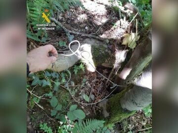 aIntervención de la Guardia Civil en un delito contra la flora y fauna silvestre tras el hallazgo de un oso muerto