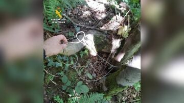 aIntervención de la Guardia Civil en un delito contra la flora y fauna silvestre tras el hallazgo de un oso muerto