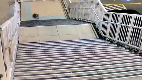 Koala estación de tren Koala estación de tren