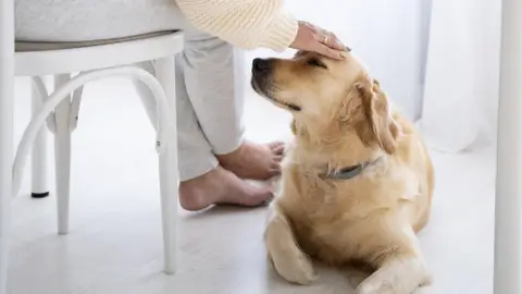 Imagen de un perro Imagen de un perro
