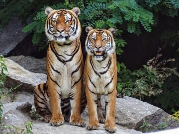 Imagen de archivo de dos tigres sentados