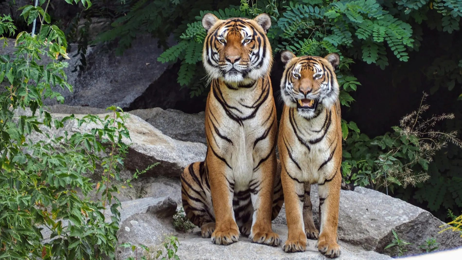 Imagen de archivo de dos tigres sentados Imagen de archivo de dos tigres sentados
