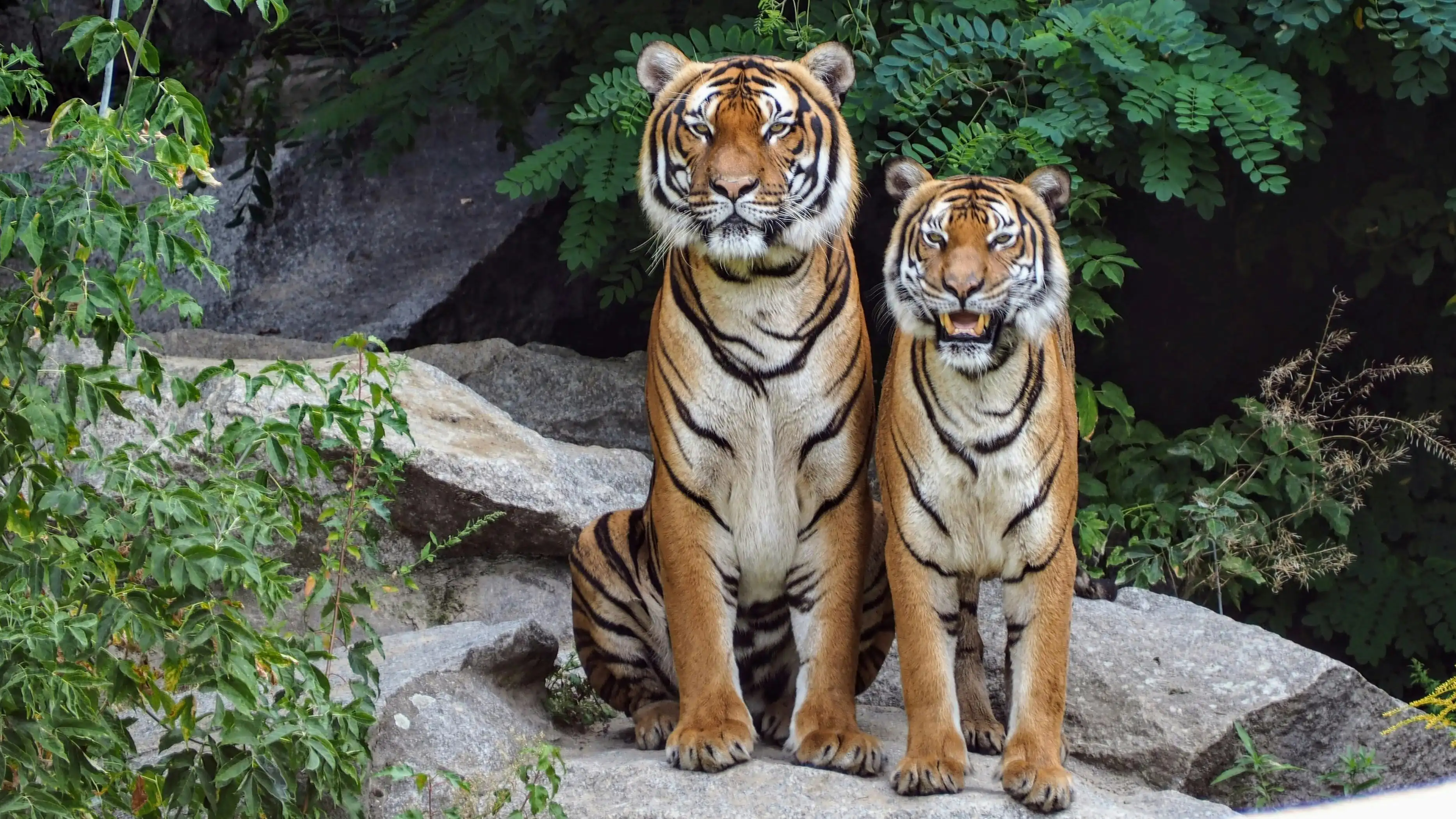 Imagen de archivo de dos tigres sentados