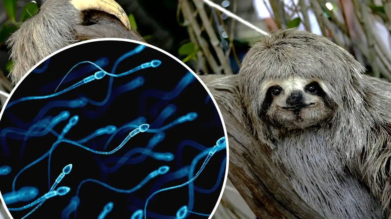 Montaje de un perezoso y espermatozoides