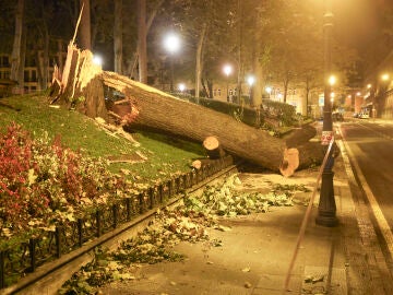 Un árbol centenario caído en Bilbao por la borrasca Kirk 