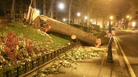 Un árbol centenario caído en Bilbao por la borrasca Kirk Un árbol centenario caído en Bilbao por la borrasca Kirk