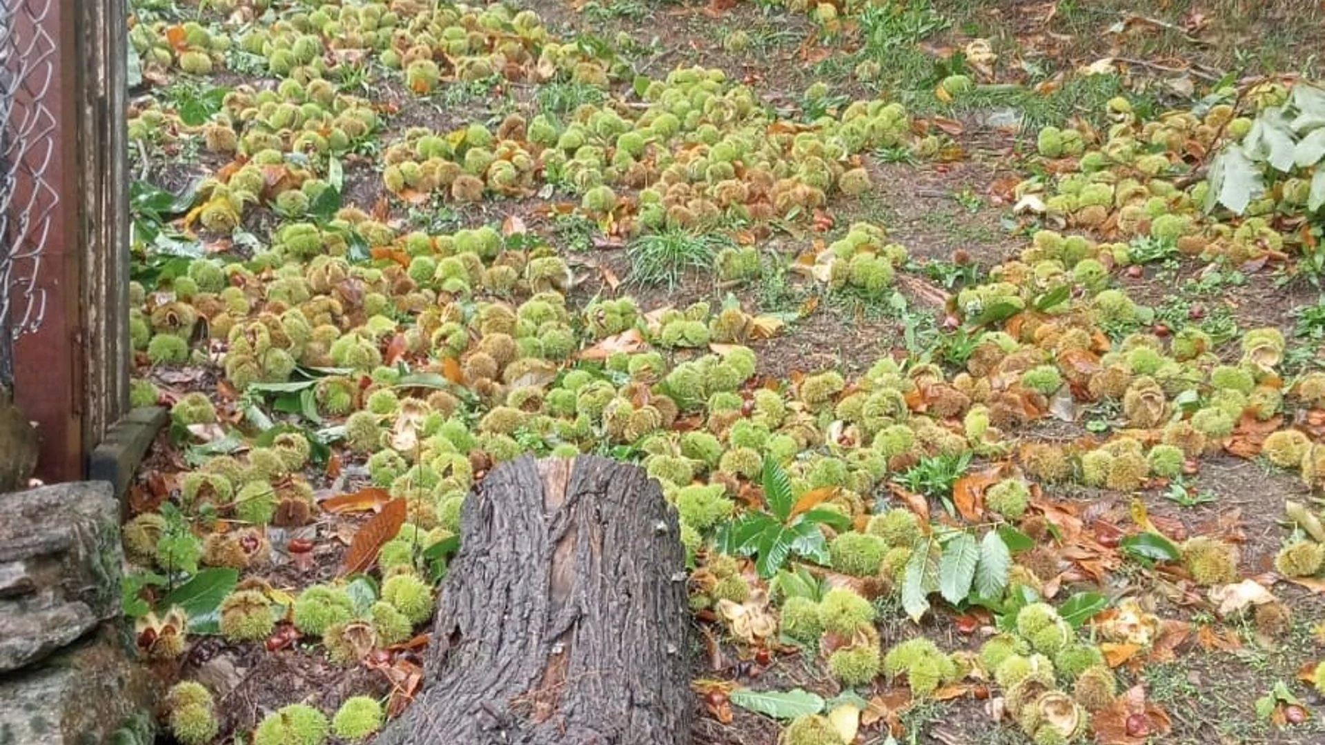 Uni&oacute;ns Agrarias cifra en m&aacute;s de 65 millones los da&ntilde;os en el campo gallego por el paso de Kirk