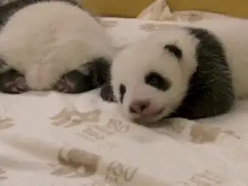 Imágenes de dos osos panda recién nacidos en el Zoológico de Berlín Imágenes de dos osos panda recién nacidos en el Zoológico de Berlín