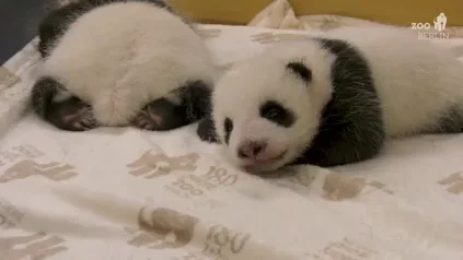 Imágenes de dos osos panda recién nacidos en el Zoológico de Berlín Imágenes de dos osos panda recién nacidos en el Zoológico de Berlín