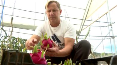 La exitosa idea de un agricultor valenciano para dar salida a sus productos sin intermediarios: 