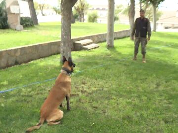 Entrenamiento de perros de seguridad y defensa