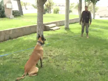 Entrenamiento de perros de seguridad y defensa Entrenamiento de perros de seguridad y defensa