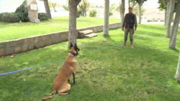 Entrenamiento de perros de seguridad y defensa