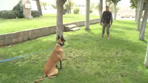 Entrenamiento de perros de seguridad y defensa Entrenamiento de perros de seguridad y defensa