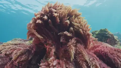 Vida marina tras el volcán de La Palma Vida marina tras el volcán de La Palma