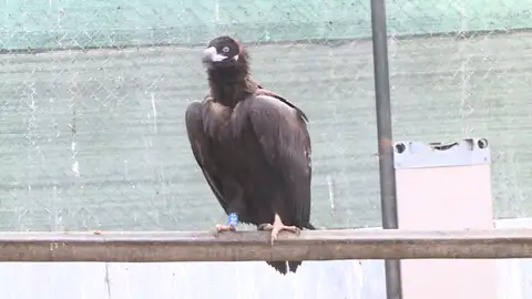 "Juanito", el Buitre Negro que volvió a ser libre "Juanito", el Buitre Negro que volvió a ser libre