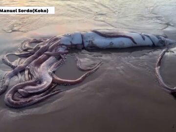 Un calamar gigante en la playa de Llanes, Asturias