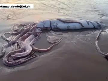 Un calamar gigante en la playa de Llanes, Asturias Un calamar gigante en la playa de Llanes, Asturias