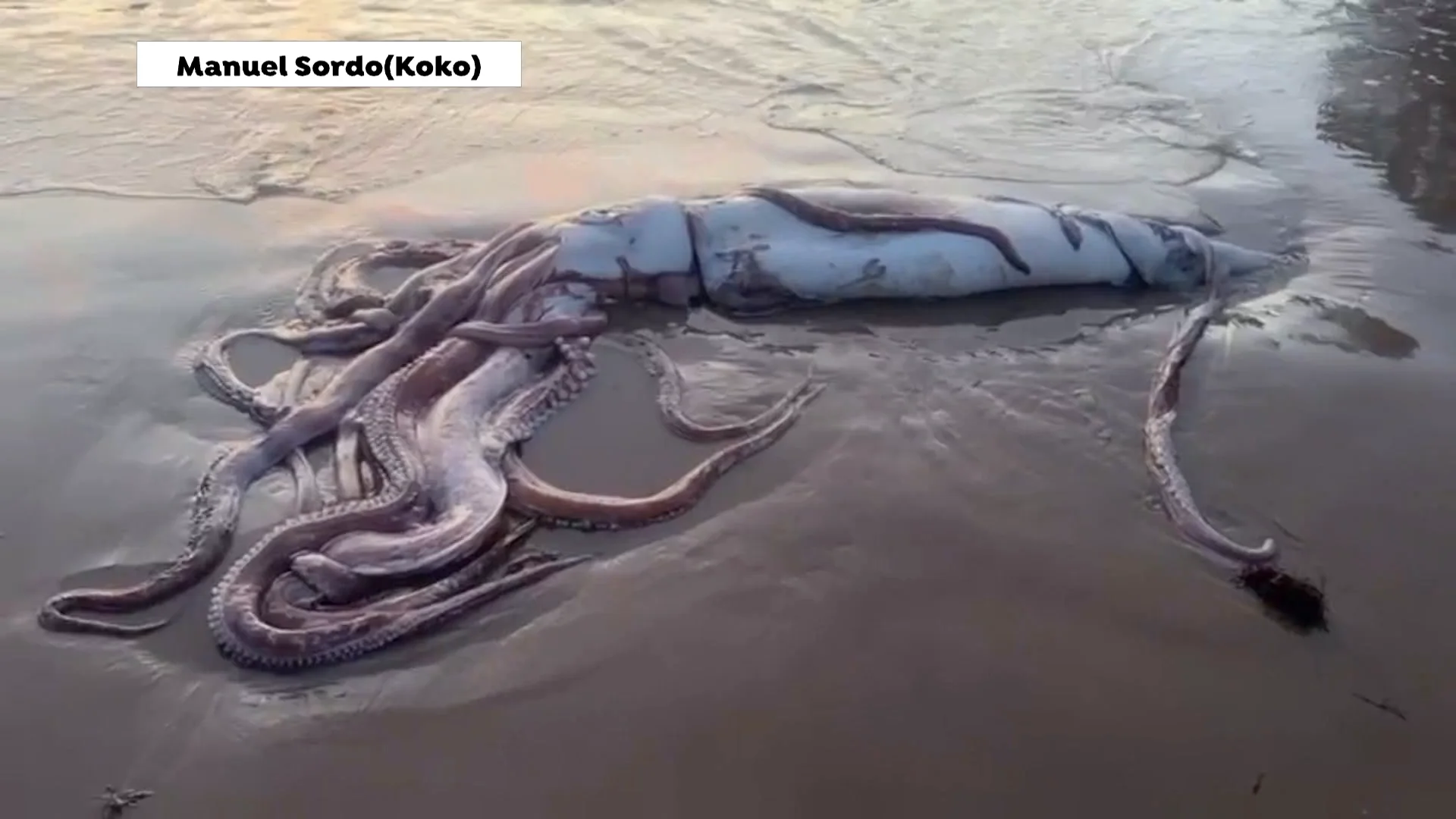 Un calamar gigante en la playa de Llanes, Asturias