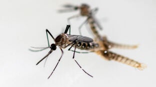 Imagen de archivo de un mosquito