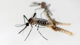 Imagen de archivo de un mosquito Imagen de archivo de un mosquito