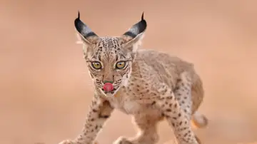 Imagen de Antonio Liébana de un cachorro de lince relamiéndose Imagen de Antonio Liébana de un cachorro de lince relamiéndose