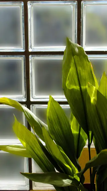 Planta Aspidistra Planta Aspidistra