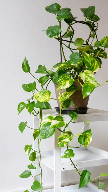 Planta Potos Planta Potos