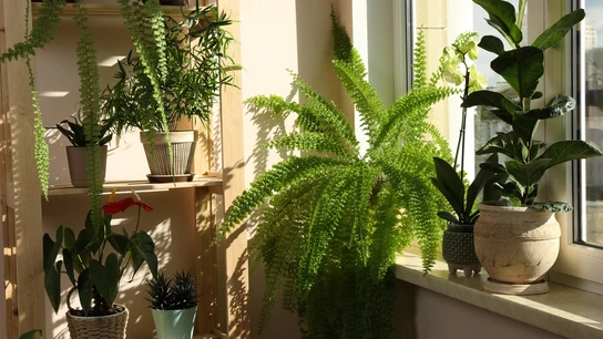 Plantas en el interior de casa Plantas en el interior de casa